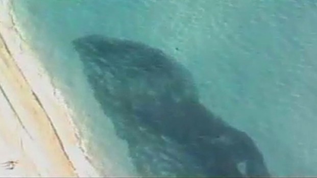 [NATL] Unbelievable Animal Stories