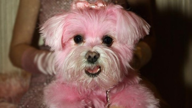 Pets Sport New Hues for the Holidays