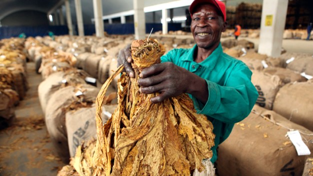 Tobacco as the Next Biofuel