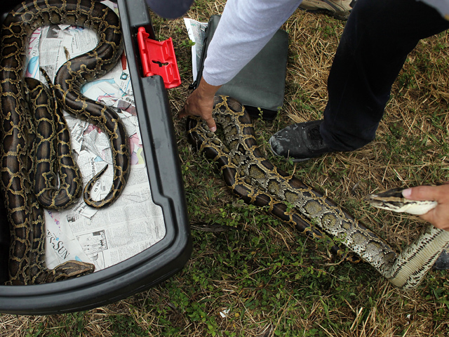 Python Patrol in Pictures
