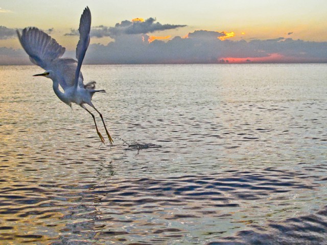 Support the Gulf Coast and Head to Naples!