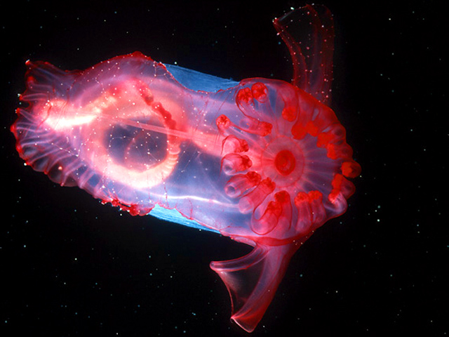 Weirdest Creatures of the World