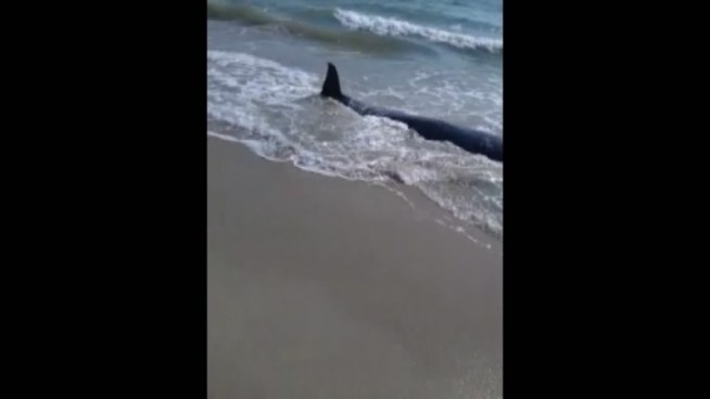 22 pilot whales washed ashore off the coast of Fort Pierce Saturday. Tom & Nancy Rebik spent hours on the beach along with other volunteers trying to save the whales.