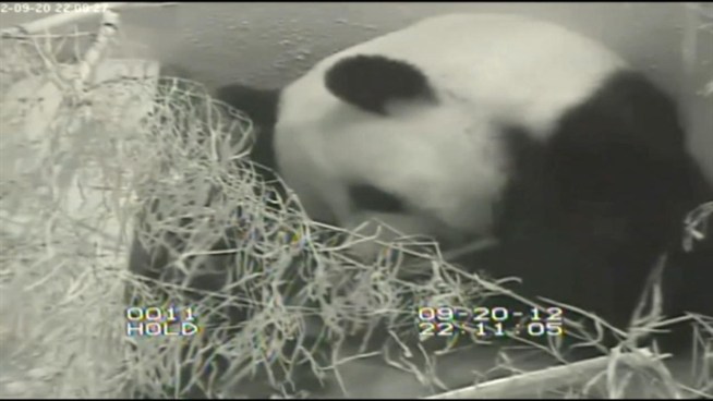 We are learning more about what may have caused a baby panda cub at the National Zoo to die over the weekend. News4's Darcy Spencer reports.