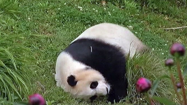 It's Mei Xiang's first cub since 2007 and Megan McGrath is on the scene.