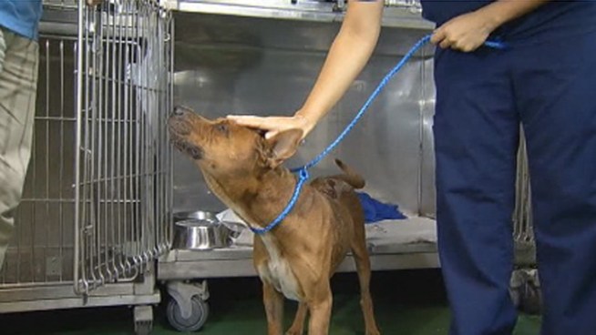 A dog is recovering after he was badly burned. Now, authorities are asking what happened to that dog, recently named 