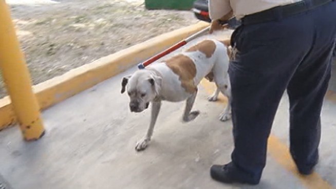 The bulldogs, named Cowboy and Serena, were put down Wednesday, a day after they attacked postal letter carrier Emogene Powell, 55, in Miami Gardens. Kathleen Labrada of Miami-Dade Animal Services discussed the case, while neighbor Wilman Hilaire described Tuesday's attack.