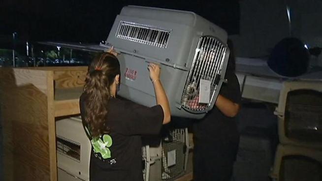 A South Florida couple's idea to fly pets across the country is thriving.