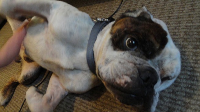 Man Shocked Girls With Dog Collar: Cops