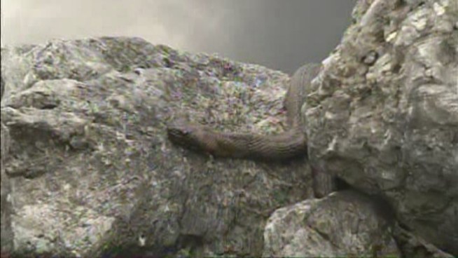 U.S. Sen. Bill Nelson, a native Floridian and lifelong hunter, tried his hand at python hunting Thursday. Biologist Shawn Heflick talked about how tough it is to spot the snakes.