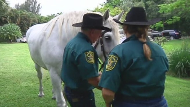 The Broward Sheriff s Office is saying goodbye to one of its longtime veterans -- a 2O-year-old horse named Greystoke. Michael Catalano of the BSO said the horse was a good partner.