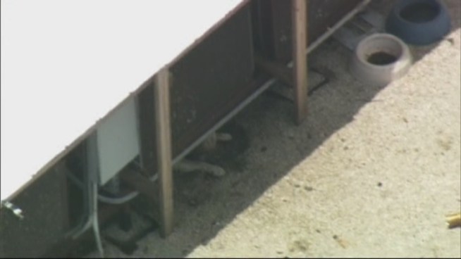 Miami-Dade Animal Services told NBC 6 South Florida they've been getting calls about a dog on a roof since June of last year. On Wednesday they were called to investigate allegations of animal cruelty again after people riding on the Metrorail saw the dog on the roof. Kathy Labrada from Animal Services speaks to NBC 6.
