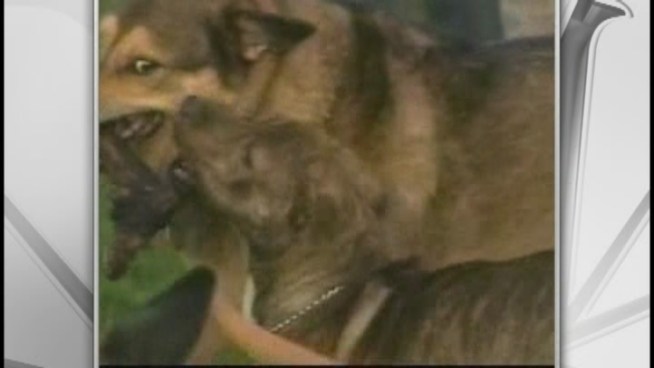 The county already has a dangerous dog ordinance on the books, said Miami-Dade Commissioner Jose 