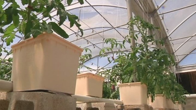 For food lovers who want their vegetables shipped the day after they re picked, Teena s Pride Community Supported Agriculture program in Homestead may be the answer. Diane Diaz, who helps run the program, said the company uses sustainable growing for its ultra-fresh vegetables.