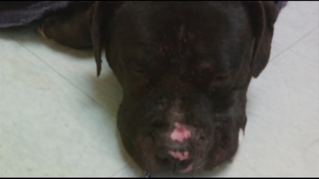 Looks like a dog found near death over the weekend will get a second chance at the good life. Nearly a week after animal activists rescued Lola from an abandoned property in southwest Miami-Dade, the Boxer-American Bulldog mix is now slowly recovering in the hands of a veterinarian in West Palm Beach.
