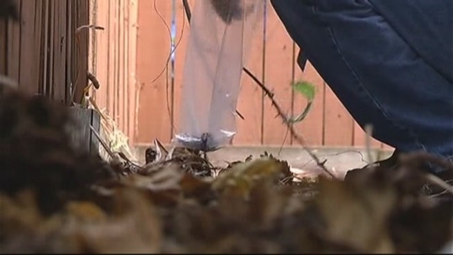 A year into trying to make giant, invasive snails disappear from South Florida, the pests haven't been beaten yet.