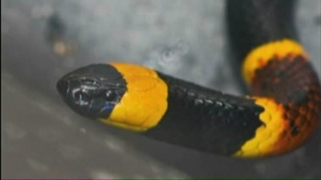 A Miramar man is still recovering at Memorial Regional Hospital days after he was bit by a venomous Coral snake in his backyard. Bob Hughson said he was bit by the snake Tuesday and experienced some of the most excruciating pain in his life.