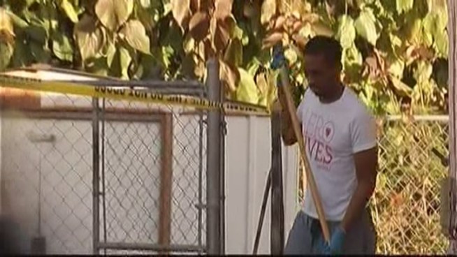A naked intruder who was trying to choke a pet Rottweiler was shot by a homeowner in Miami Wednesday morning, police said. Antonio, the dog's owner, and Miami Police spokesman Willie Moreno discuss the incident.