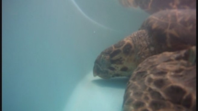 A rare hawksbill turtle found severely injured on the beach in St. Croix after Tropical Storm Isaac was slowly recovering at a turtle hospital in the Florida Keys. The turtle, named Good Hope, was flown to Miami on Sunday and brought to the Turtle Hospital in Marathon. When Good Hope was brought to the hospital the prognosis was about 10 percent. Now it s 50 percent, said Dr. Doug Mader.