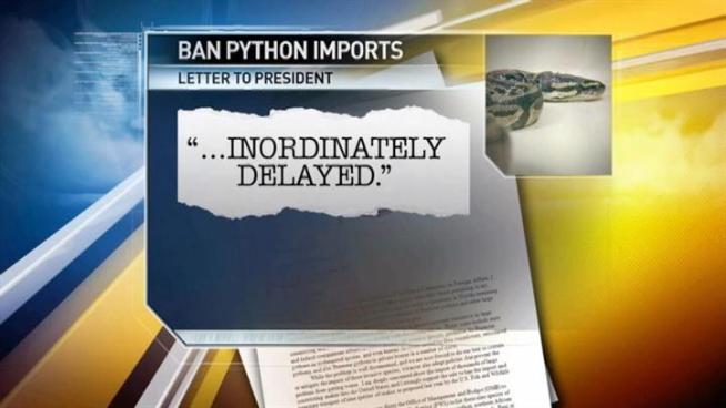 Congresswoman calls pythons 