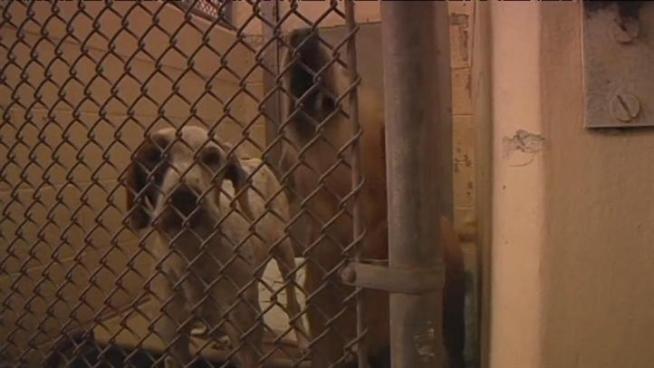 Dog adoptions in Miami-Dade have been shut down for the next two weeks as animal shelter workers continue to find new dogs with symptoms of distemper.