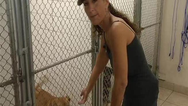 Amy Restucci needs help from people who want to adopt dogs and make donations.
