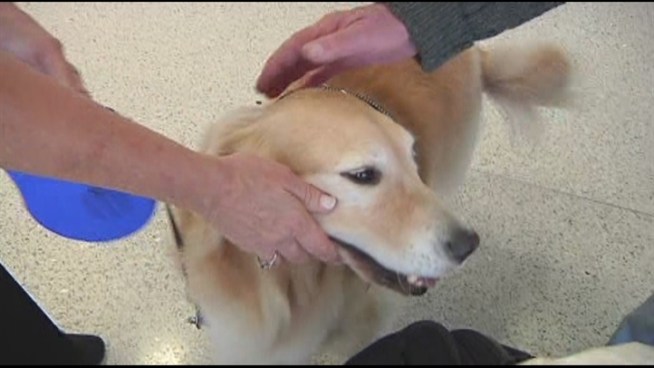 Golden Retriever Fighting Dog Days at Miami Airport