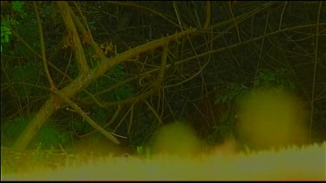 Some kind of predator is on the loose near a neighborhood in Davie, and it has residents trying to figure out what it is.