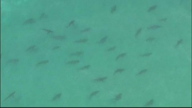 Dozens of sharks were seen Tuesday in the waters off Deerfield Beach, near the line with Hillsboro Beach. Veronica Evans and Tom Evans, who are vacationing in South Florida with their family from Virginia, spoke about it.
