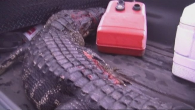 In a 911 call made moments after a Florida teenager was getting attacked by an alligator, a young man’s voice can be heard desperately asking for help. “A gator just got my friend and he’s in the water,” the caller tells the dispatcher, according to the released 911 call.