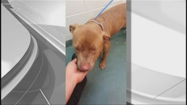 A dog given the name of Rock was recovering Friday after it was found tied to a fence in northwest Miami-Dade earlier in the week. Dio Benitez, who found the dog, and Kathleen Labrada of Miami-Dade Animal Services spoke about the animal.