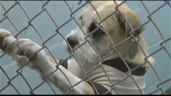 44 dogs had to be euthanized during the recent distemper outbreak.