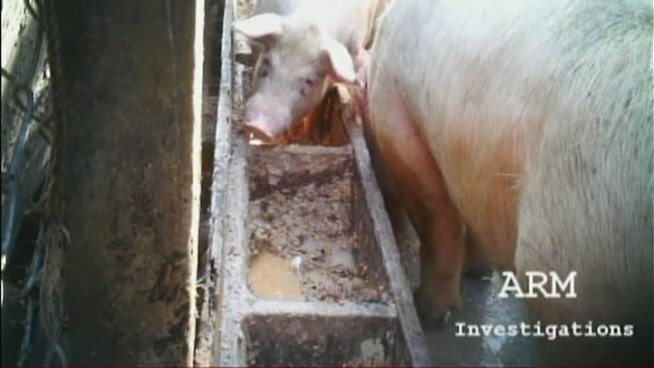 Gelio Hernandez, 50, of Hialeah, and Angel Busurot, 46, of Miami, are charged with the inhumane slaughter of swine and the sale of uninspected swine meat, according to the U.S. Department of Justice. Richard Couto, whose undercover camera captured disturbing images in the case, discusses what transpired.