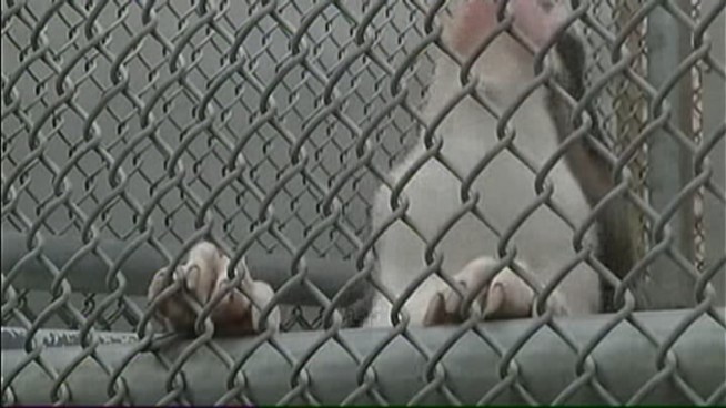 Miami-Dade voters kept the county's 23-year ban on pit bulls in place on Tuesday.