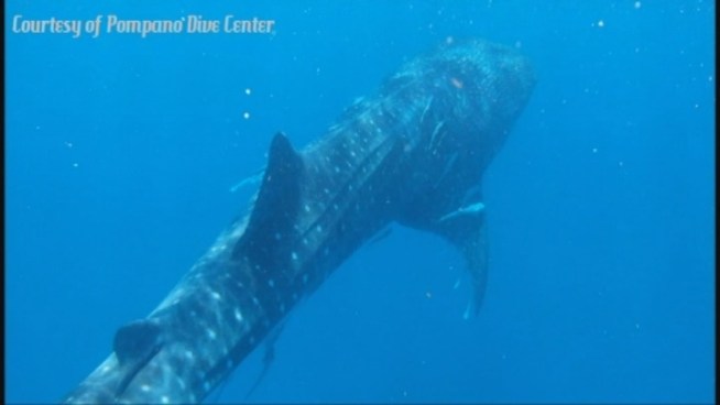 This whale shark, estimated to be 30 feet long, was seen off Hillsborough Inlet Sunday morning.