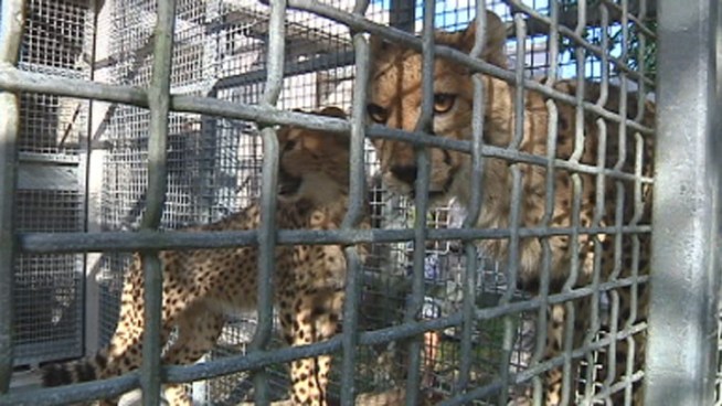 The pair of male cheetahs arrived at Miami International Airport after nearly 24 hours of flying. Ron Magill says they'll be Zoo Miami's 