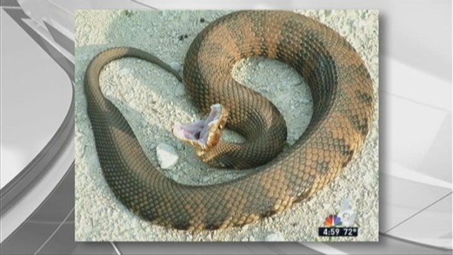 A water moccasin bit a 16-year-old when he tried to pick up a sweatshirt he dropped in Miramar, authorities said. NBC 6 reporter Justin Finch has the story.