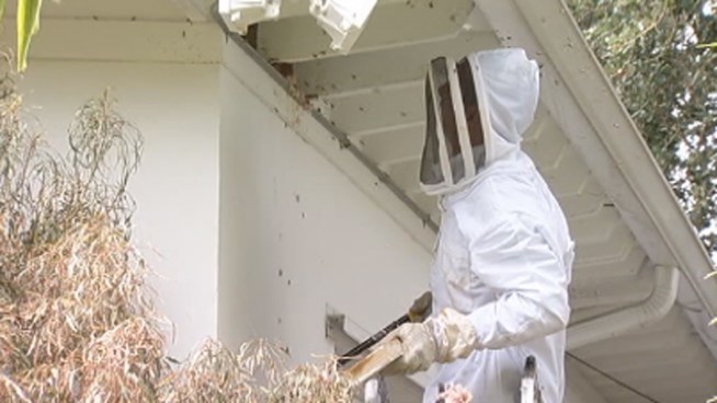 Tens of thousands of bees were found inside the South Miami home of Maria Sentmanat.