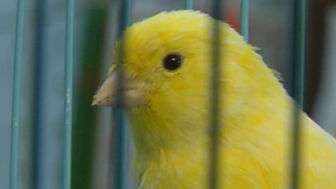 Police are asking for the public's help in finding a pair of bird thieves who stole more than 500 canaries from a Miami home. The theft happened back on May 26 at a home in the 11900 block of Southwest 47th Street, Miami-Dade Police said Wednesday.