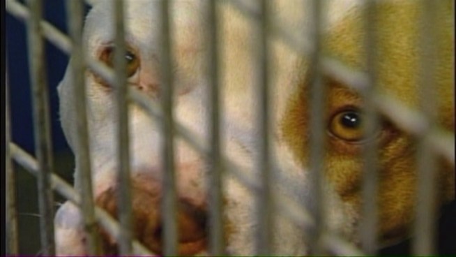 Miami-Dade County says it will continue to enforce the pit bull ordinance after voters decided Tuesday to keep the county's ban on the dogs. But Scott Gallagher, the chief Miami-Dade County Animal Services Department investigator, told NBC 6 South Florida that even dogs with similar characteristics could be banned as well.