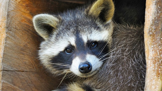 A firefighter in Coral Springs, Florida, helped free a raccoon that had a metal soup can stuck around his head.