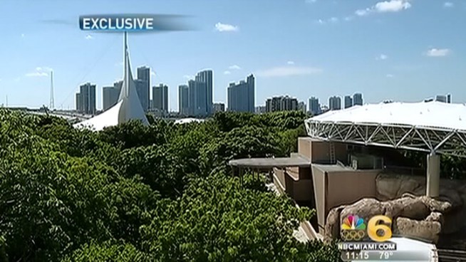 Jungle Island may be in danger of closing down. Commissioner Frank Carollo and Brian May from Jungle Island speak exclusively to NBC 6 on the issue.