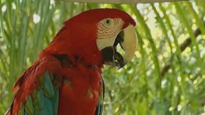 Miami Commissioners on Tuesday delayed a vote on whether to save cash-strapped Jungle Island. The historic park on Watson Island which is home to rare primates and exotic birds may be in danger of going out of business due to a $25 million government loan that it can't afford to pay back. Jungle Island photographer Christian Cruz told NBC 6 he was concerned about losing his job.