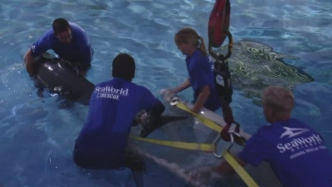 Four pilot whales that survived after being washed ashore in Fort Pierce over the weekend were transported to SeaWorld Orlando Wednesday for further care.