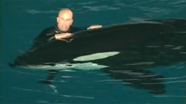 Author David Kirby obtained video using the Freedom of Information Act of a killer whale dragging its trainer, Ken Peters, into the deep end of its tank two times, resulting in bite marks and a broken leg.