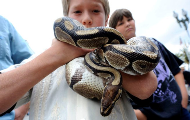 Burmese Pythons Wanted Dead or Alive