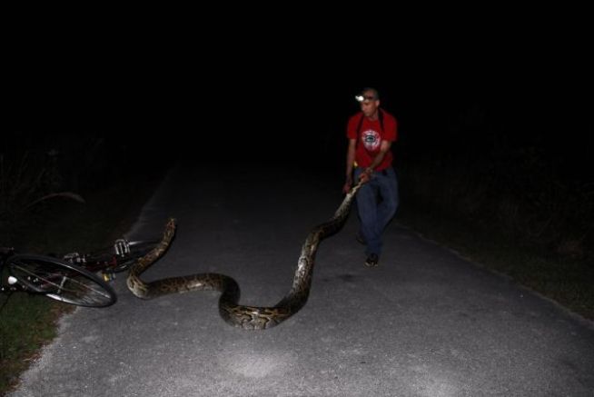 Officials Push for Python Hunt