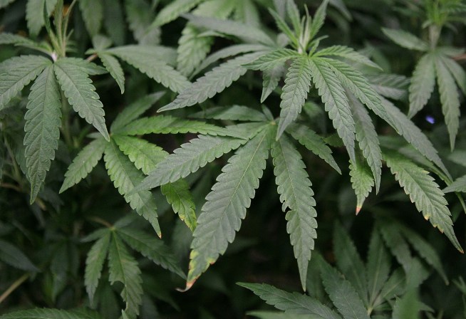 Mystery Smell In Weston: Is It Pot or Not?