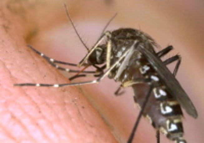 Bug Off