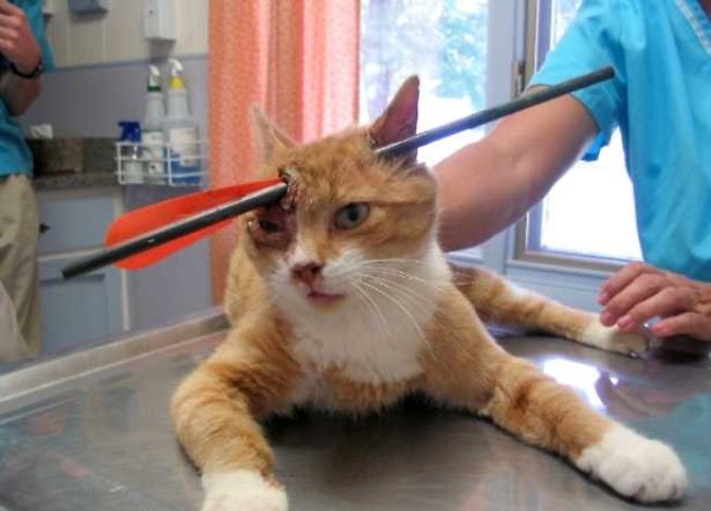 Cat Shot Through Head With Arrow